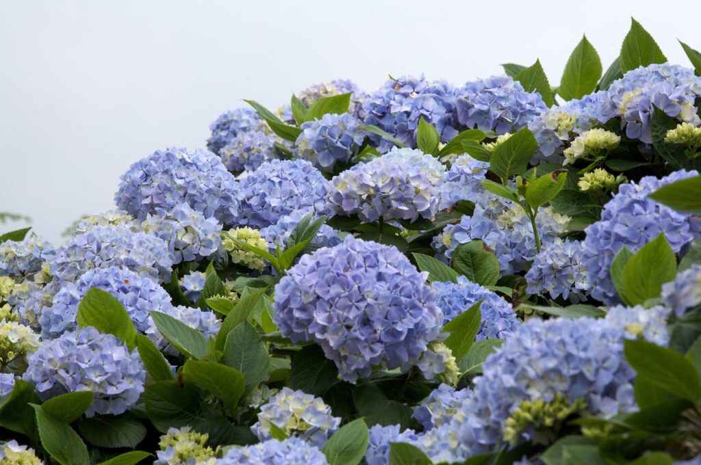Wil je stralend blauwe hortensia’s, gebruik dan gewoon dit keukenafval als meststof