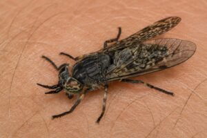 Vergeet insectenspray: 2 dingen die effectief helpen tegen dazen