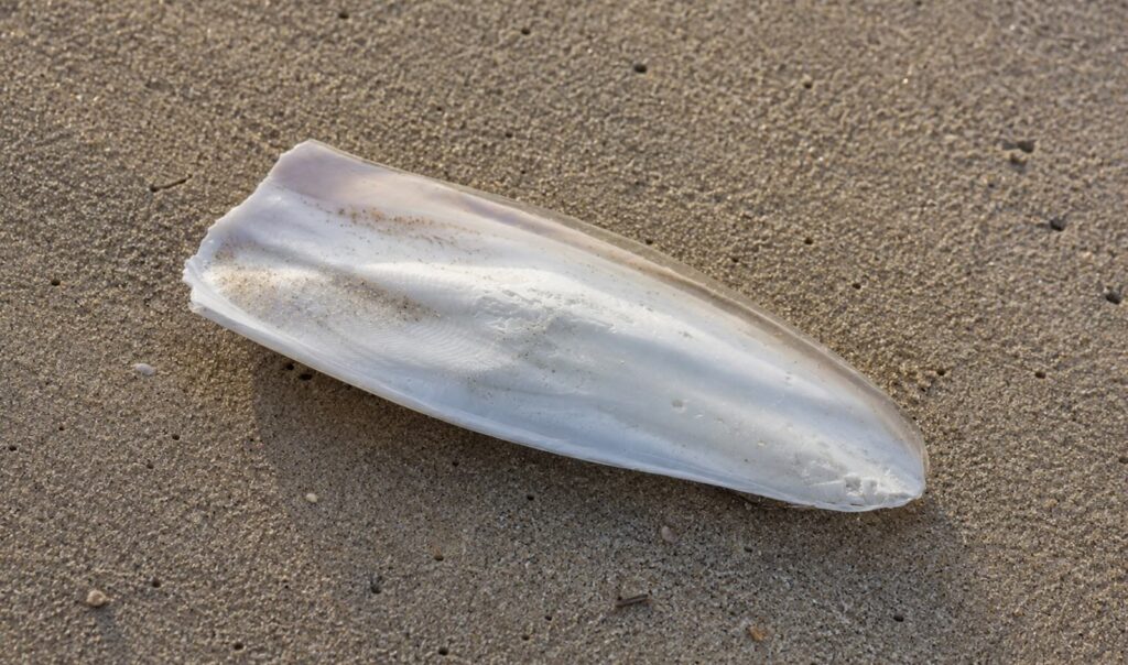 Schilden van zeekatten op het strand: Wat zit erachter
