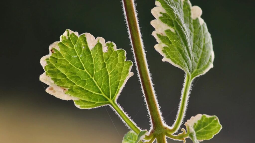 Zet deze plant bij het raam en dan blijven muggen buiten