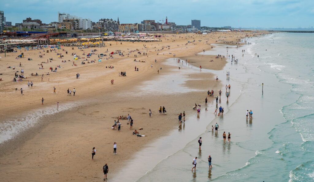 Duizenden op Nederlandse stranden: Nieuwe zeeroofdieren veroveren Noordzee