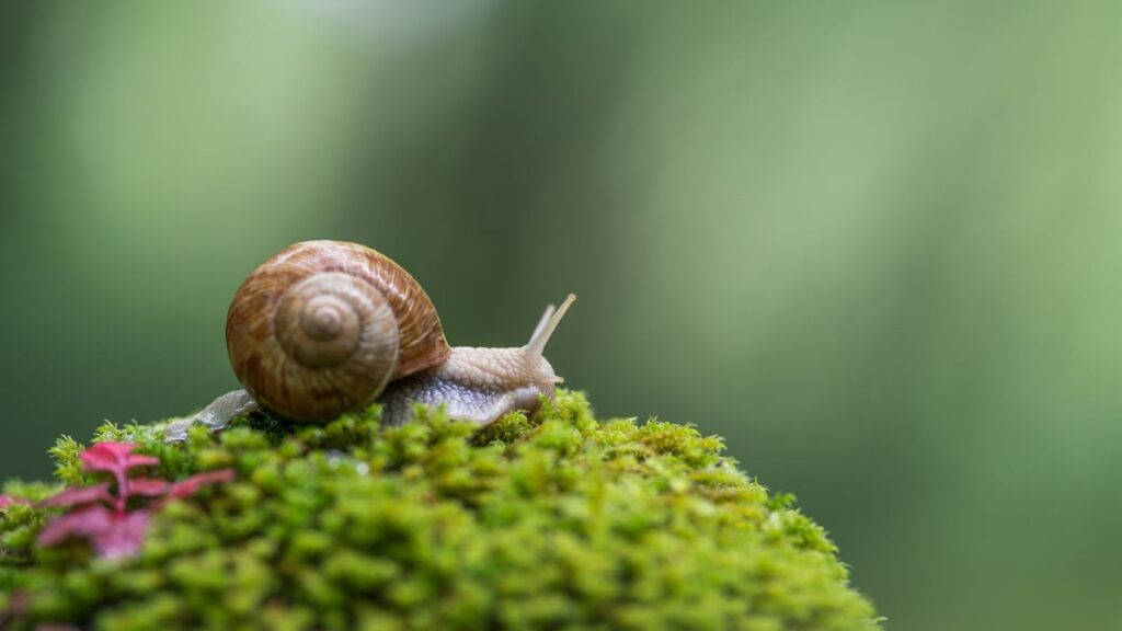 Dier eet tot 60 slakken per dag en hoort eigenlijk in elke tuin