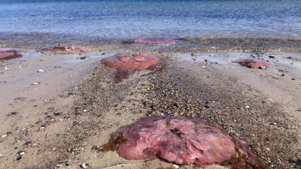 Spookachtig natuurverschijnsel: Honderden roze reuzen aangespoeld aan de kust van de Oostzee