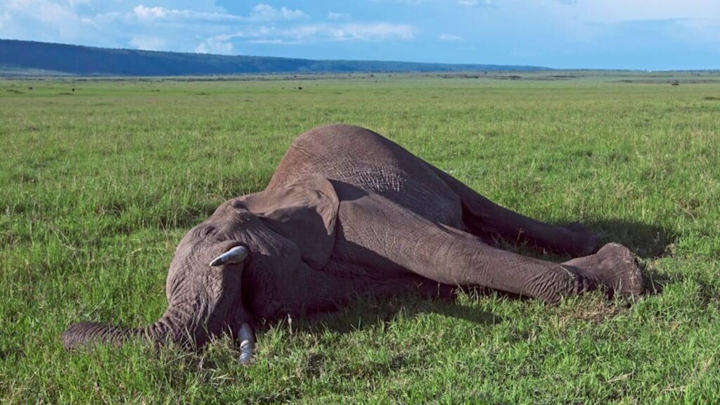 Wanneer een olifant sterft verandert zijn karkas de natuur op opmerkelijke wijze