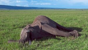 Wanneer een olifant sterft verandert zijn karkas de natuur op opmerkelijke wijze