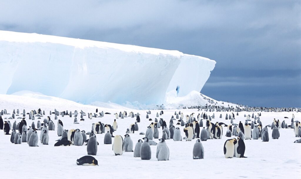Tot 2.500 euro per maand: Vrijwilligers gezocht om pinguïns te tellen op Antarctica